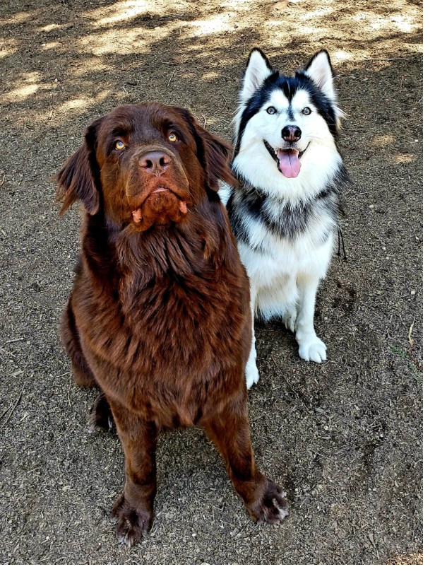Happy dogs at Castle Rock Kennels