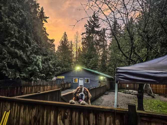 Happy dogs at Castle Rock Kennels