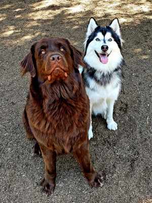 Happy dogs at Castle Rock Kennels