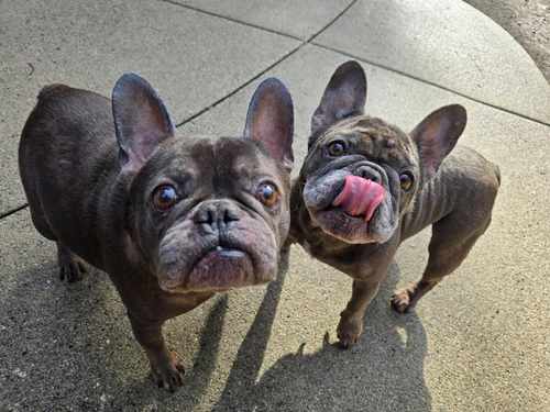 Happy dogs at Castle Rock Kennels