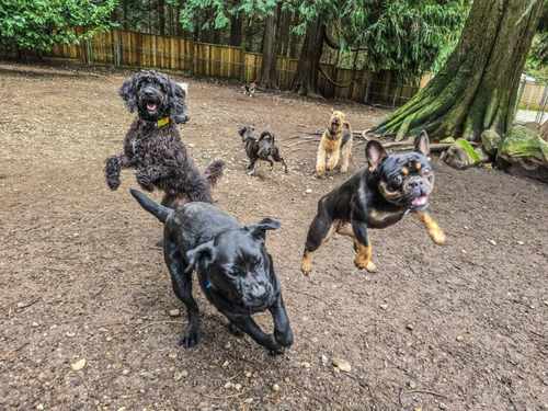 Happy dogs at Castle Rock Kennels