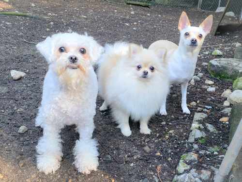 Happy dogs at Castle Rock Kennels