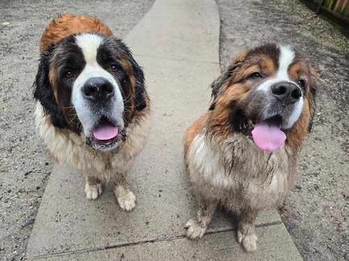 Happy dogs at Castle Rock Kennels