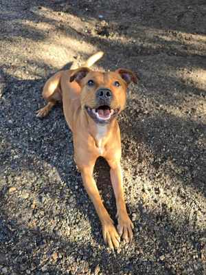 Happy dogs at Castle Rock Kennels
