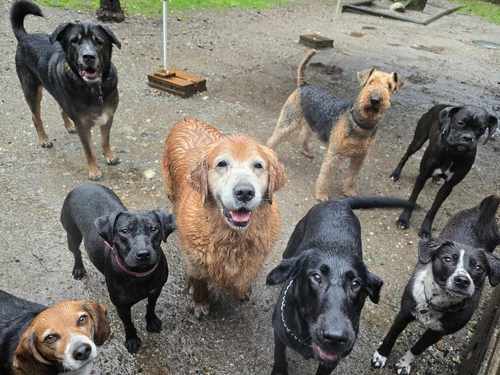 Happy dogs at Castle Rock Kennels