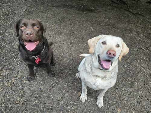 Happy dogs at Castle Rock Kennels