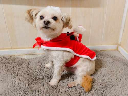 Happy dogs at Castle Rock Kennels