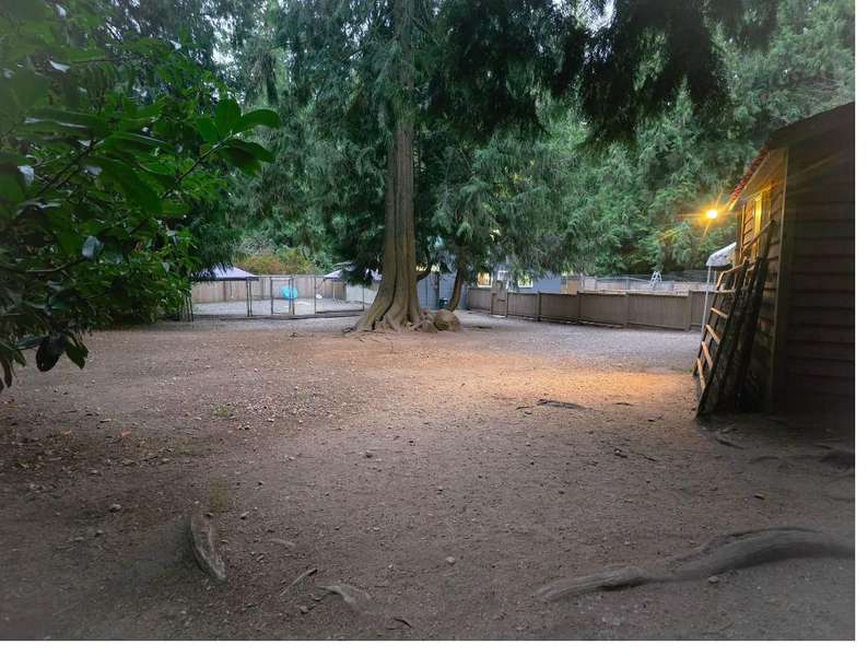 Happy dogs at Castle Rock Kennels