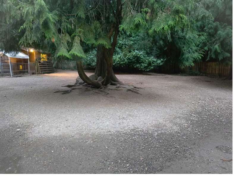 Open dirt grounds under towering trees