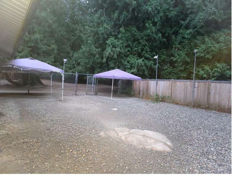 Happy dogs at Castle Rock Kennels